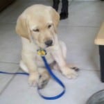 Puppy Training Commands Puppy Training Commands