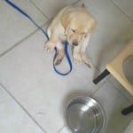 Puppy Training Tip Puppy Training Tip