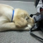 Valentine Puppy Valentine Puppy