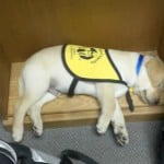 Puppy Collars Puppy Collars