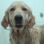 Wash Your Dog Wash Your Dog
