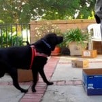 Dog Harness Review