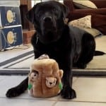 Dog Toys