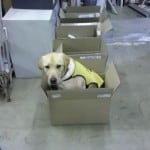 Dog Blogs Dog Blogs