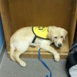 Dublin A Puppy In Training Dublin A Puppy In Training