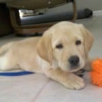 Guide Dog Puppy Guide Dog Puppy