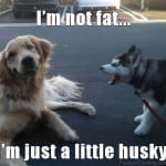 I'm Not Fat...I'm Just A Little Husky
