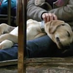 Raising A Puppy