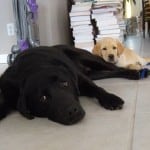Stetson and Dublin Lab Puppies Stetson and Dublin Lab Puppies