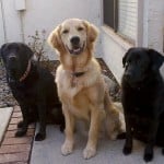 Green Dogs! - Stetson, Apache, and Linus