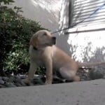 Dog Poop With Dublin