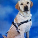 Dublin In Harness