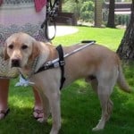 Guide Dog Dublin