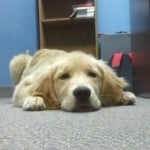Reggie Golden Retriever
