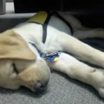 Dublin On The Job Training