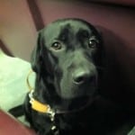 Guide Dog Bau On The Train Guide Dog Bau On The Train
