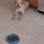Derby And His Slow Feeder Dog Bowl Derby And His Slow Feeder Dog Bowl