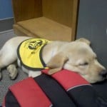 Dublin Guide Dog Puppy Dublin Guide Dog Puppy