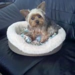 Yuki Dog Bed