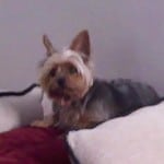 Yuki-little