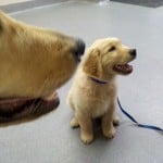 Golden Retriever Guide Dog Puppies: Apache And Einstein Golden Retriever Guide Dog Puppies: Apache And Einstein