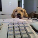 Dad Works...Golden Retriever, Apache Waits Dad Works...Golden Retriever, Apache Waits