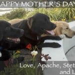 Mothers Day Card From Dog Mothers Day Card From Dog