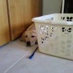Puppy Laundry Day
