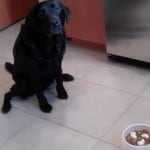 Stetson And His Slow Feeder Dog Bowl