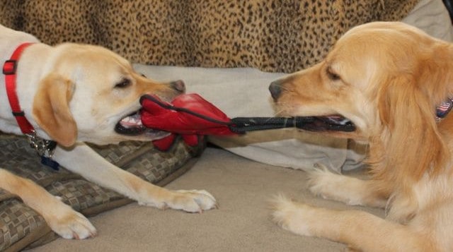 Monday Mischief – Guide Dog Working And Training At Downtown Disney Apache Dublin tug of war