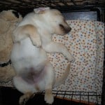 Crate Training Dublin