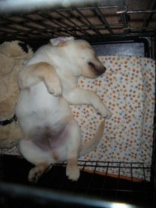 Dublin loves sleeping in his crate!
