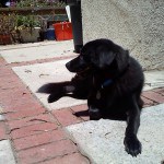 Linus Sunbathing