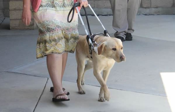 What's The Difference Between Guide Dogs And Seeing Eye Dogs?