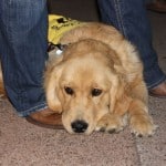 Koa Golden Retriever Happy Fourth of July