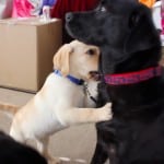 When You Dog Jumps Teach The "Off" Command
