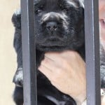 Black Lab Puppy