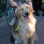 Apache Golden Retriever