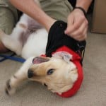 Puppy Mischief
