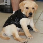Bret Michaels Pets Rock Pleather Vest
