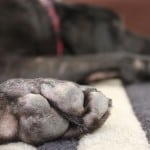 Dog Skin Problems Pictures of Paws