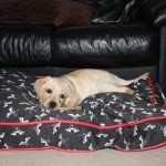 Toby's Rockin Dog Bed