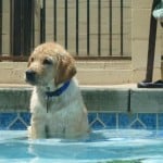 Archie the water dog