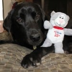 PetSmart Turns 25