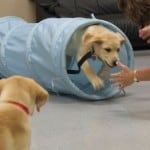 Tasha At Puppy Kindergarten