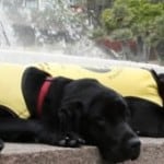 guide-dogs