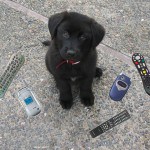 Aussie puppy likes eating electronics