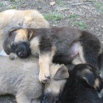 Puppy Pile