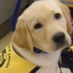 thumb-working-dog