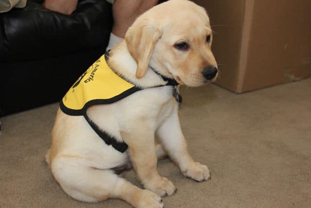 Toby wearing his yellow puppy in training vest